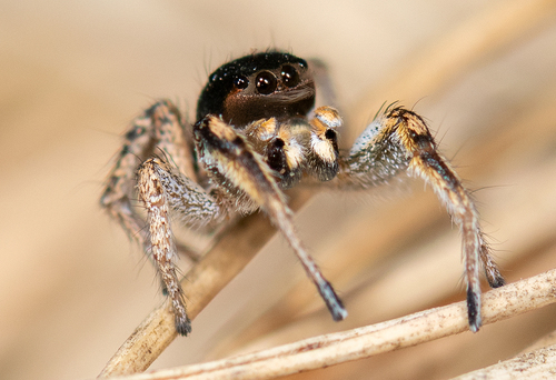 Habronattus tarsalis