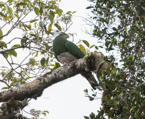 White-bellied Imperial Pigeon (Ducula forsteni), photo 3