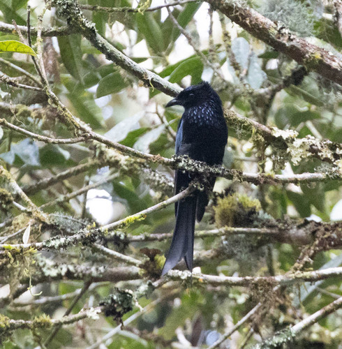 Sulawesi Drongo (Dicrurus montanus), photo 3