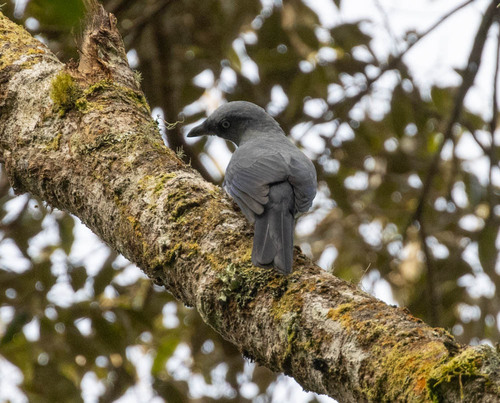 Cerulean Cuckooshrike (Coracina temminckii), photo 2