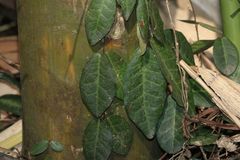 Trachelospermum