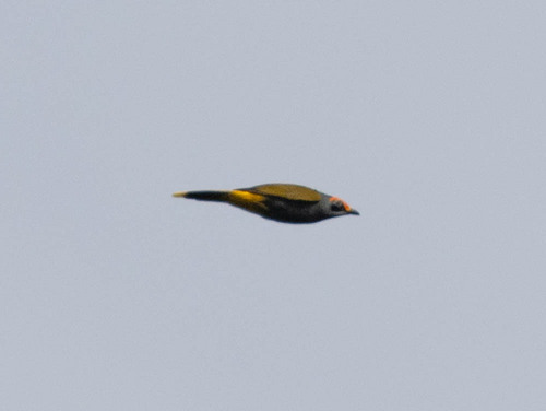 Fiery-browed Starling (Enodes erythrophris), photo 9