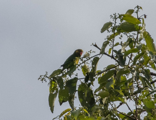 Yellow-cheeked Lorikeet (Trichoglossus meyeri), photo 2