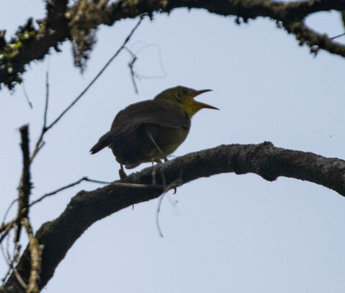 Malia (Malia grata), photo 6
