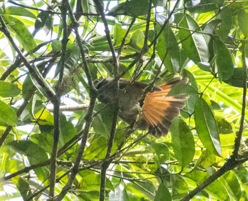 Sulawesi Fantail (Rhipidura teysmanni), photo 1