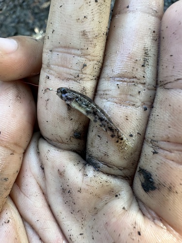 Java goby (Pseudogobius javanicus) — Gobiidae — 2