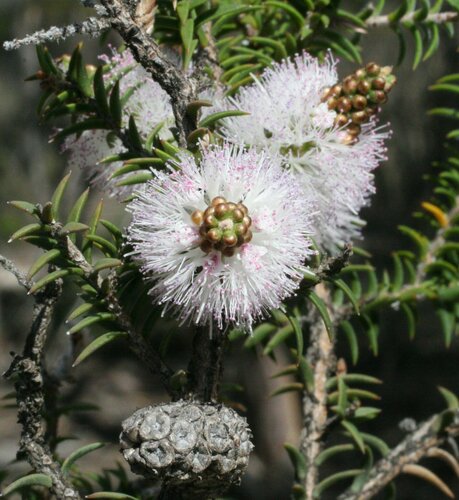 Melaleuca adnata
