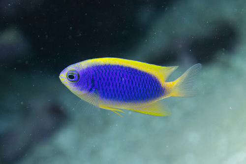 Yellowfin damsel (Chrysiptera flavipinnis) — Pomacentridae — 2