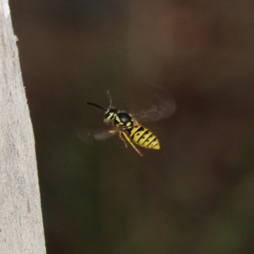 German Yellowjacket