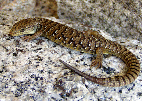 iNaturalist observation photo of Sierra Alligator Lizard