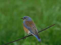 Sialia mexicana