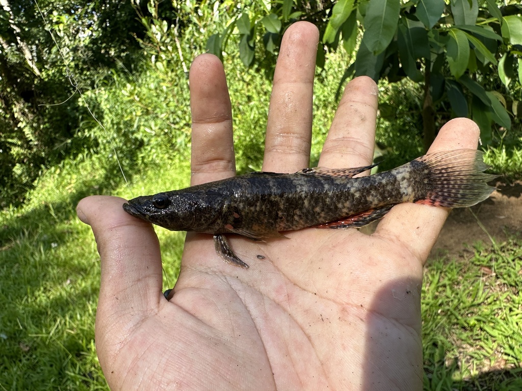 Olive flathead-gudgeon (Butis humeralis) — Eleotridae