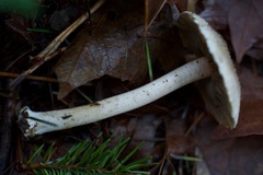 Inocybe albodisca