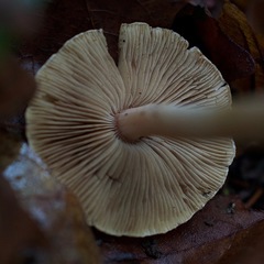 Inocybe albodisca