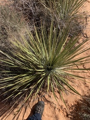 Yucca utahensis