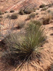 Yucca utahensis