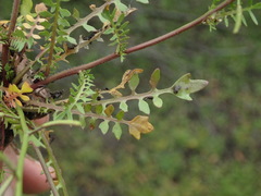 Planodes virginicum