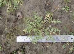 Planodes virginicum