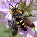 Interrupted Digger-cuckoo Bee - Photo (c) Steven Mlodinow, some rights reserved (CC BY-NC), uploaded by Steven Mlodinow
