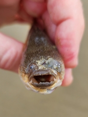 Sandfish photo 4