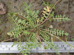 Planodes virginicum