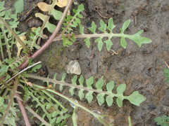 Planodes virginicum
