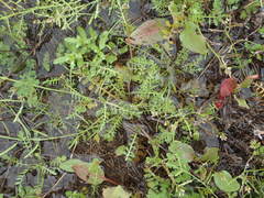 Planodes virginicum