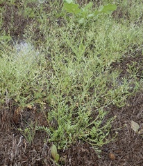 Planodes virginicum
