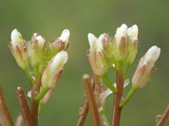 Planodes virginicum
