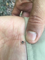 Amblyomma cajennense