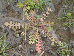 Planodes virginicum