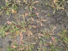 Planodes virginicum