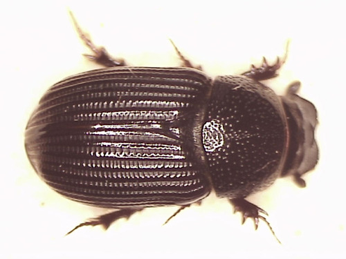 Proctophanes