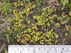Crassula aquatica