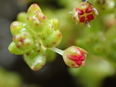 Crassula aquatica