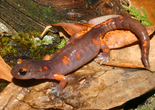 iNaturalist observation photo of Sierra Nevada Ensatina