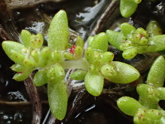 Crassula aquatica