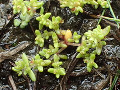 Crassula aquatica