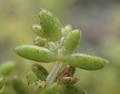 Crassula aquatica