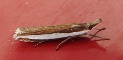 Crambus quinquareatus