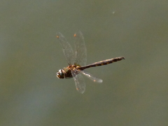 Procordulia grayi