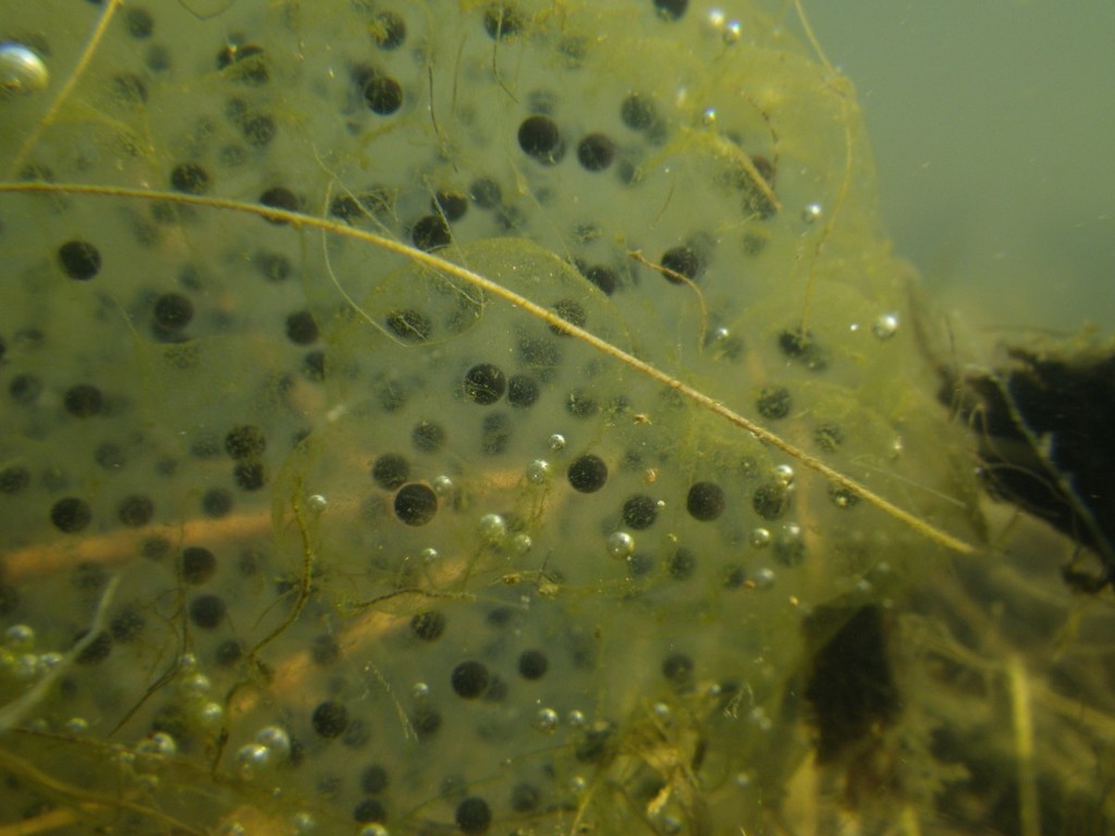 Rana agile (Ovature delle Rane rosse italiane / Italian brown frog egg ...