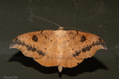 Sarisa muriferata