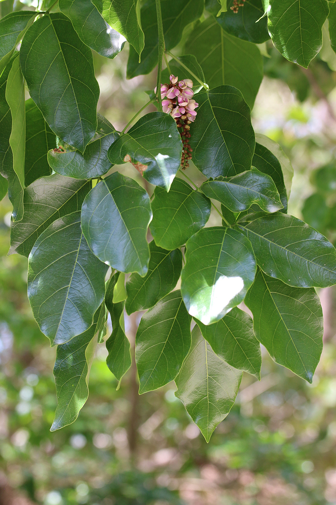 Indian beech tree from Punsand Bay, campground beach, Cape York QLD on ...