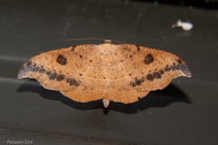 Sarisa muriferata