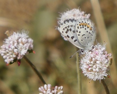 Euphilotes enoptes smithi