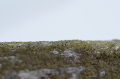 Protoparmelia hypotremella