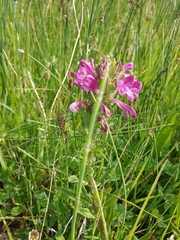 Pedicularis crenulata