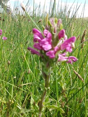 Pedicularis crenulata