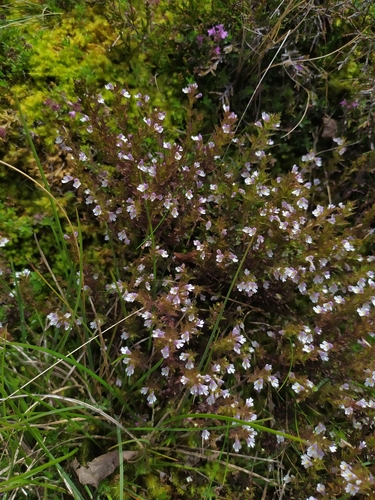 Image of Euphrasia salisburgensis by (c) carnifex, some rights reserved (CC BY)